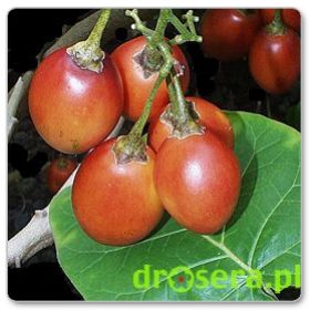 Tamarillo - pomidor drzewiasty (Cyphomandra betacea)